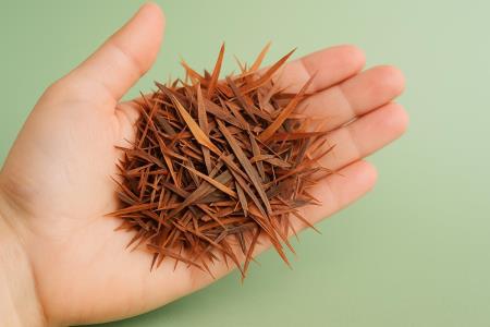 Kiefernrinde birgt Pycnogenol – ein Extrakt, der zu den stärksten Antioxidantien der Natur gezählt wird